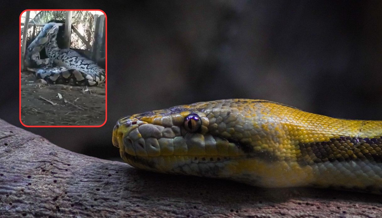 Il video del pitone gigante catturato in India è impressionante