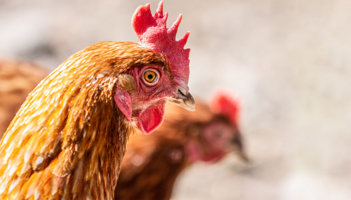 27enne ghanese fa sesso con capre e galline a Pesaro: denunciato dal  proprietario, patteggia 6 mesi di carcere