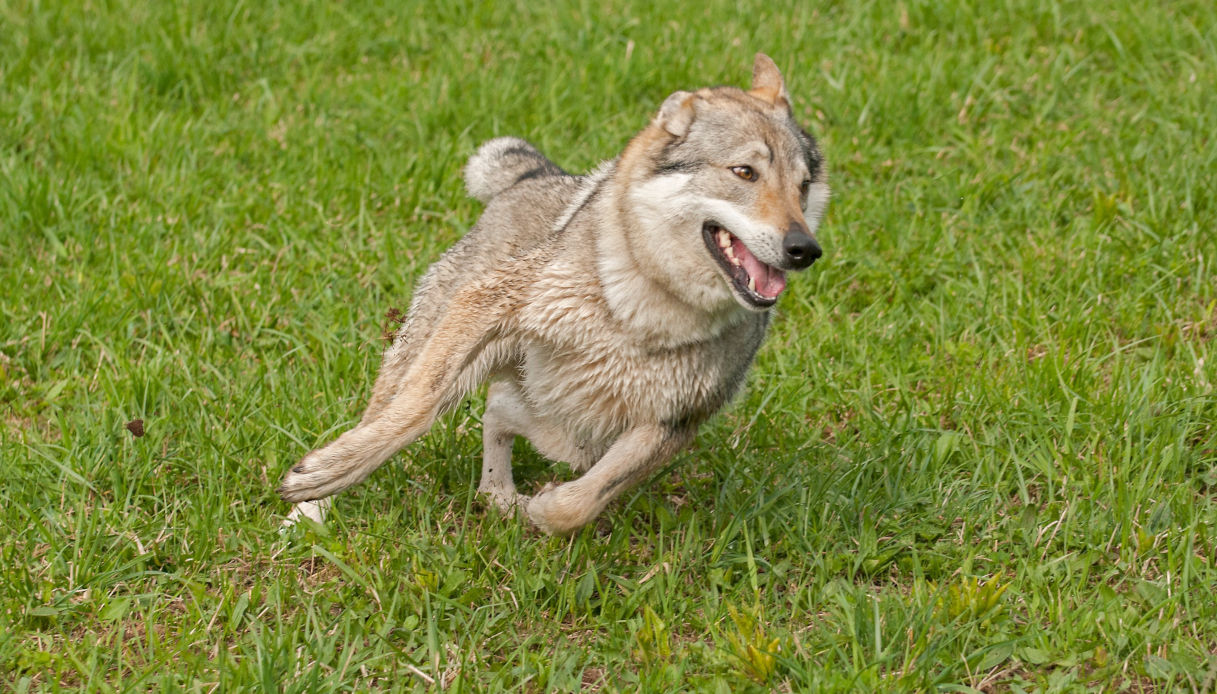 Un cane lupo cecoslovacco