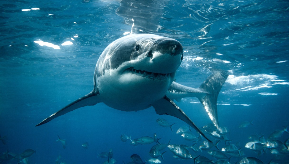 Niño mordido por tiburón en Bahamas: Era una actividad de resort