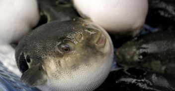 morto-pesce-palla