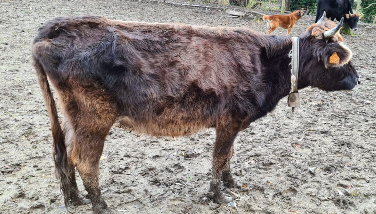 Oipa sequestra 69 animali in una fattoria vicino Genova: denutriti e affamati, alcuni sottopeso di oltre 60 kg