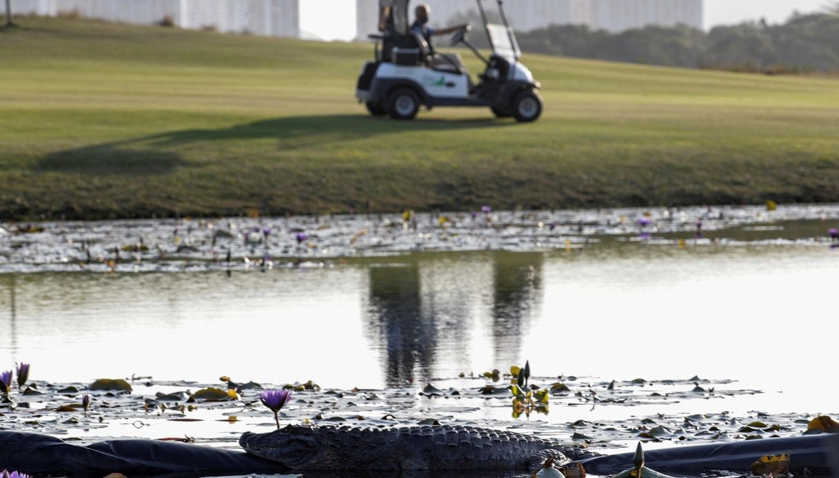 Il video dell'alligatore che attacca dei giocatori in un campo da golf in Florida: il cart sfugge all'assalto