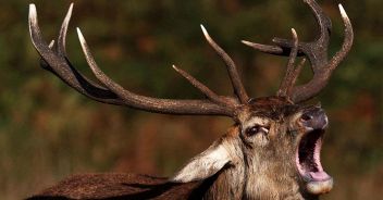 deperimento-cronico-malattia-cervo-zombie