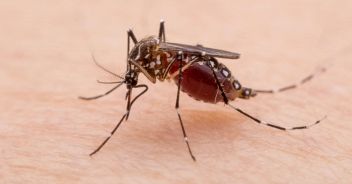 Febbre dengue Brasile