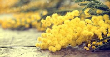 8-marzo-festa-della-onna-mimosa