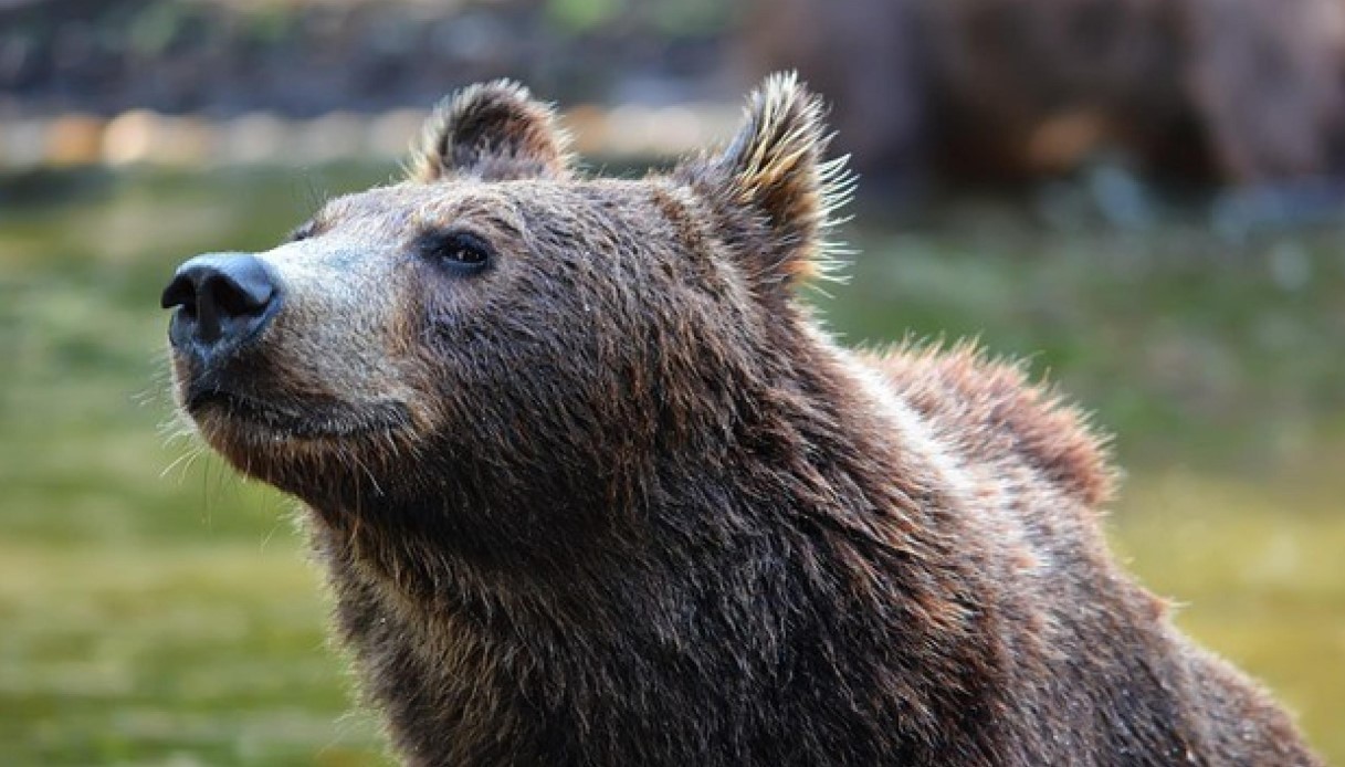 Attacchi di orsi in Slovacchia, uno semina il panico in città e ferisce 5 persone: morta una escursionista