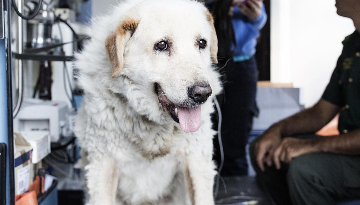 Cane legato alla catena e abbandonato a Casoria vicino Napoli senza ...