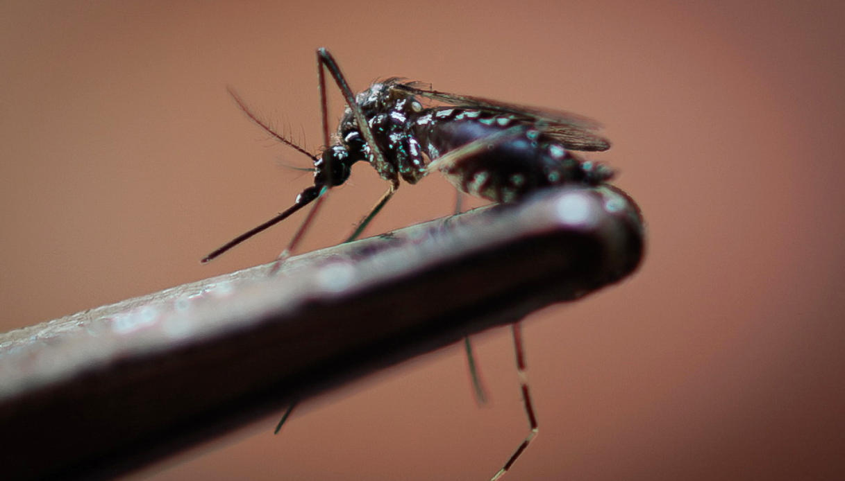 Zanzara Dengue