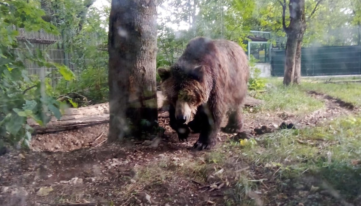 Attacchi di orsi in Slovacchia, uno semina il panico in città e ferisce 5 persone: morta una escursionista