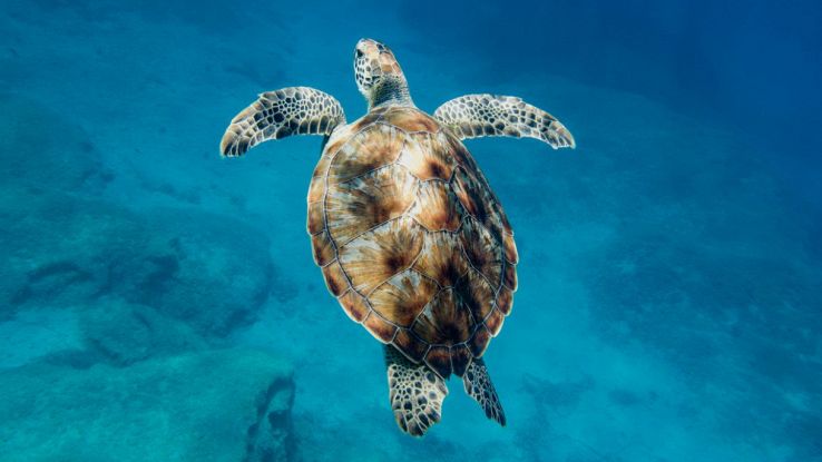 Cuccioli di tartaruga marina - Rivista Africa