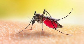 zanzara-aedes-aegipty-dengue