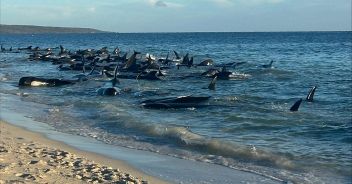 balene-spiaggiate-australia-video