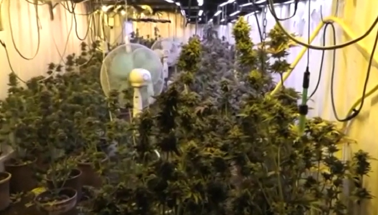 Scoperto bunker con 119 piante e 75 chili di Marijuana a Francofonte vicino Siracusa: un 57enne arrestato