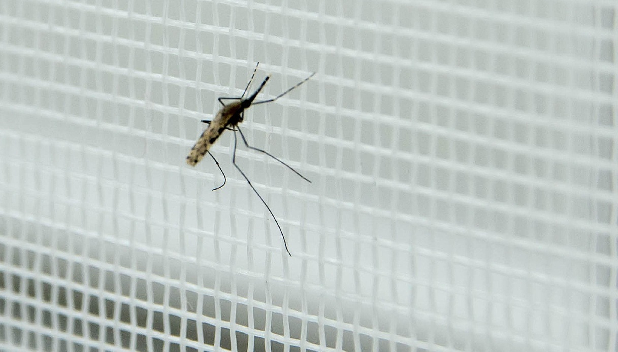puglia-malaria-zanzara