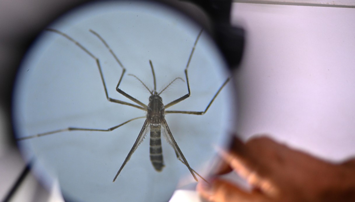 Allarme Dengue in Francia che ora ha paura per le Olimpiadi 2024 di Parigi: record di casi da gennaio
