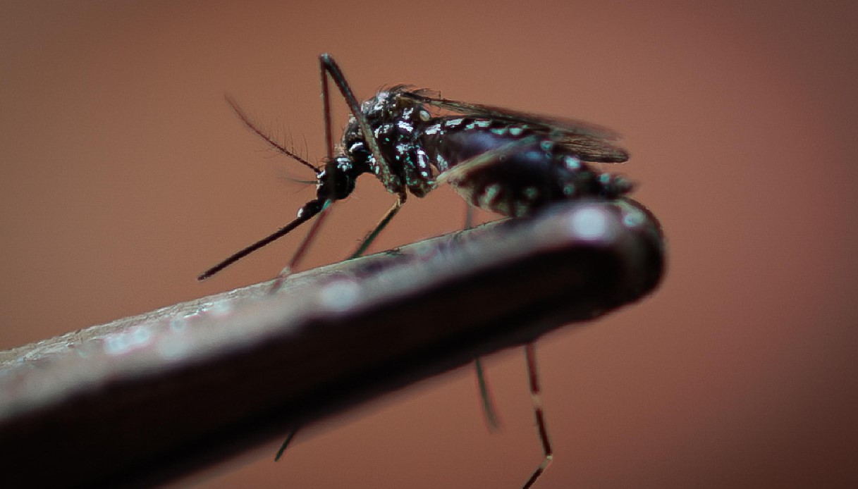 Il Brasile batte il record storico di morti per Dengue: sale l'allerta, da una ricerca una possibile soluzione