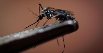 zanzara-malaria-puglia