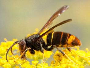 Calabrone asiatico invade l'Italia, come riconoscere la vespa velutina: i rischi per l'uomo e le api