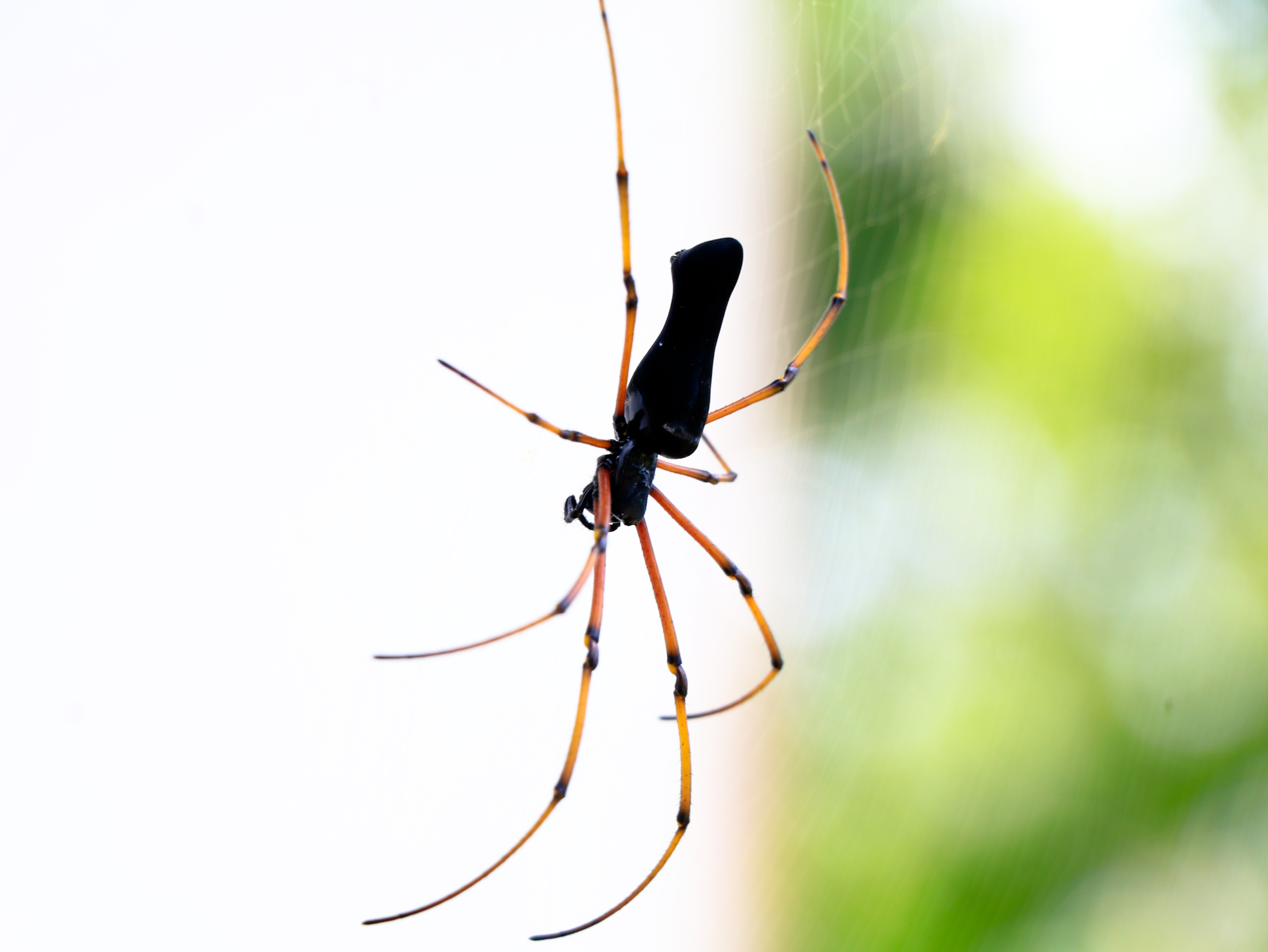 ragni velenosi giganti Joro Usa New York rischi uomo