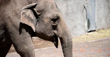 elefante-zambia-turista-americana