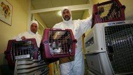 Bird flu in cats, 67% do not survive: the study worries experts and the risks to humans