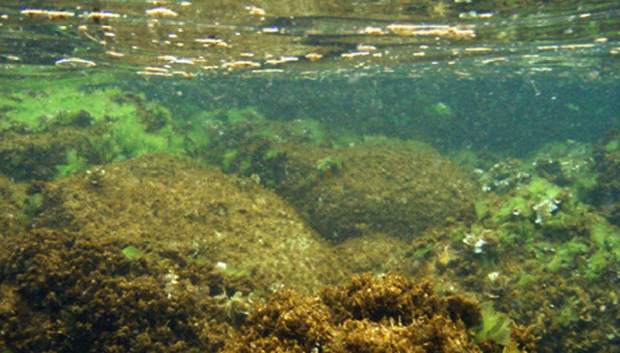 alga tossica puglia sintomi rischi