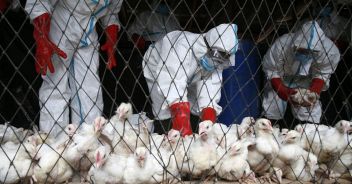 aviaria-casi-usa-polli-sintomi-virus-a-h5