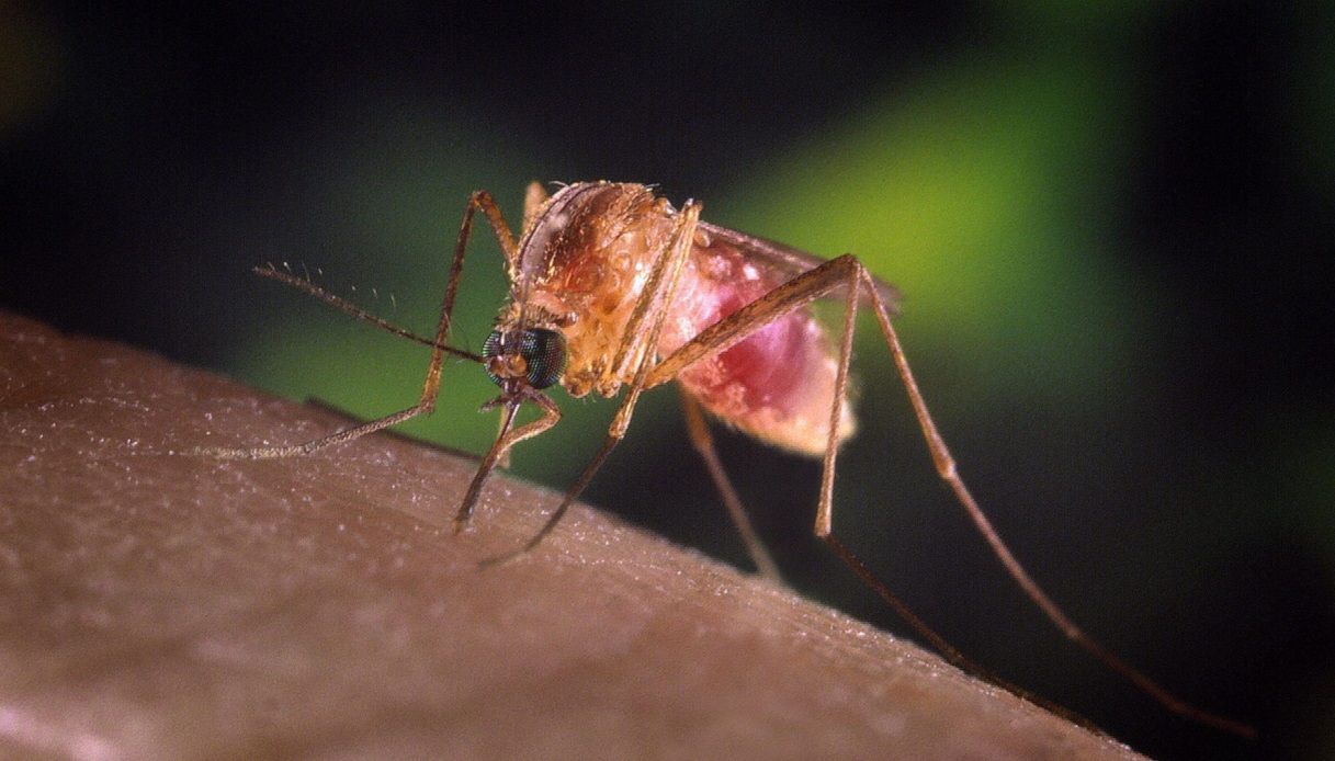 West Nile zanzara infezione