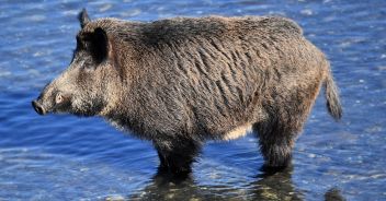 bambino-morso-cinghiale-la-maddalena