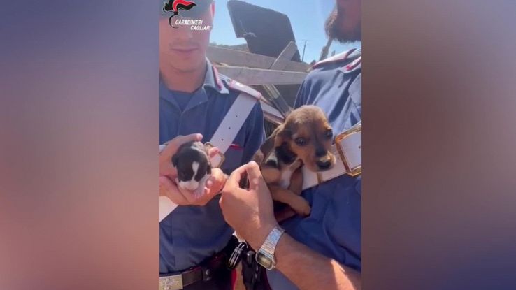 Canile lager a Santu Lianu in Sardegna, 120 animali denutriti e stipati in gabbie denunciate due donne