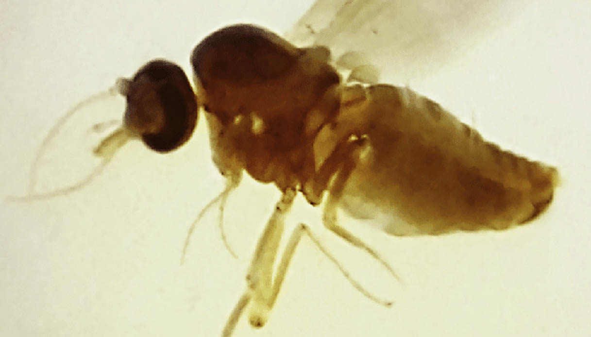 Culicoides paraensis virus Oropouche