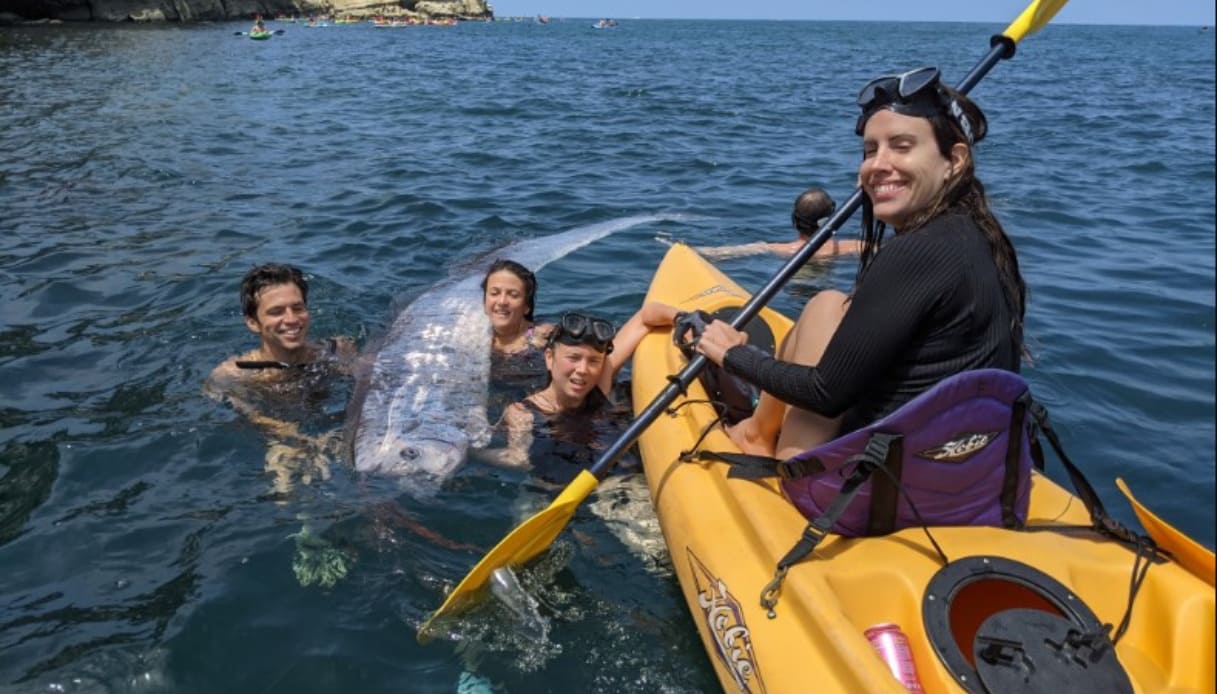 Pesce remo trovato morto in California, al largo di San Diego il raro ...