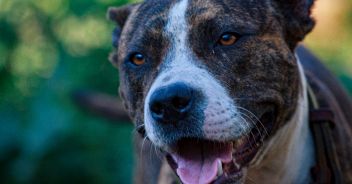 pitbull-ucciso-palermo