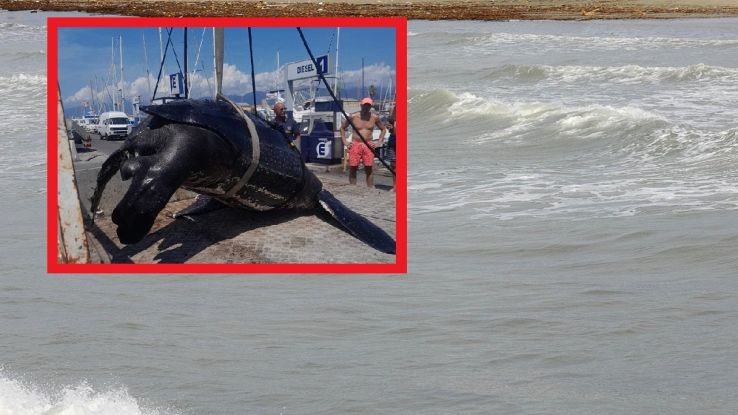 Dead-Leatherback-Turtle-Versilia