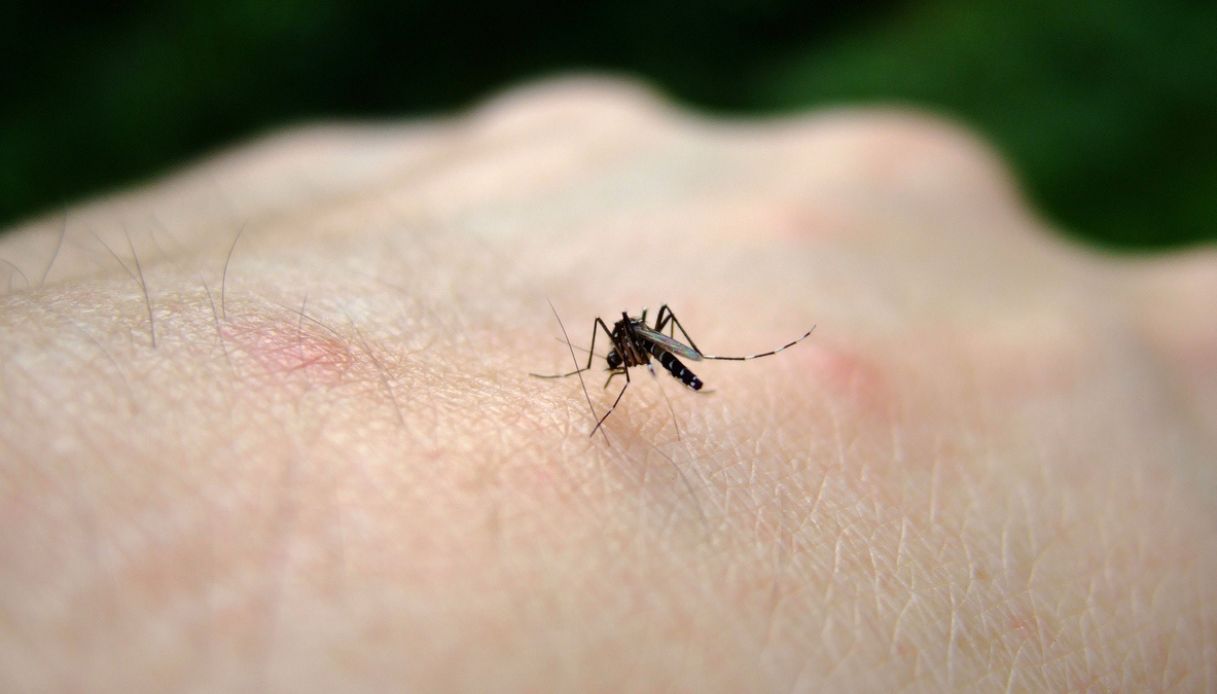 west nile calabria cosenza