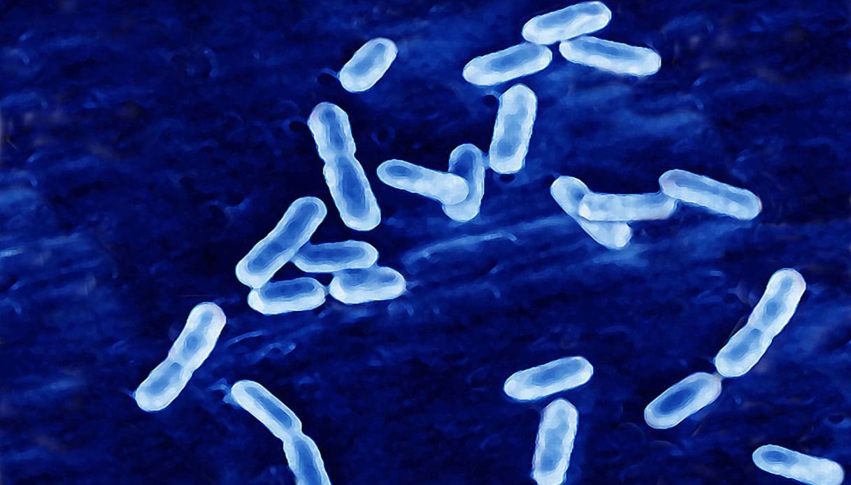 batterio listeria