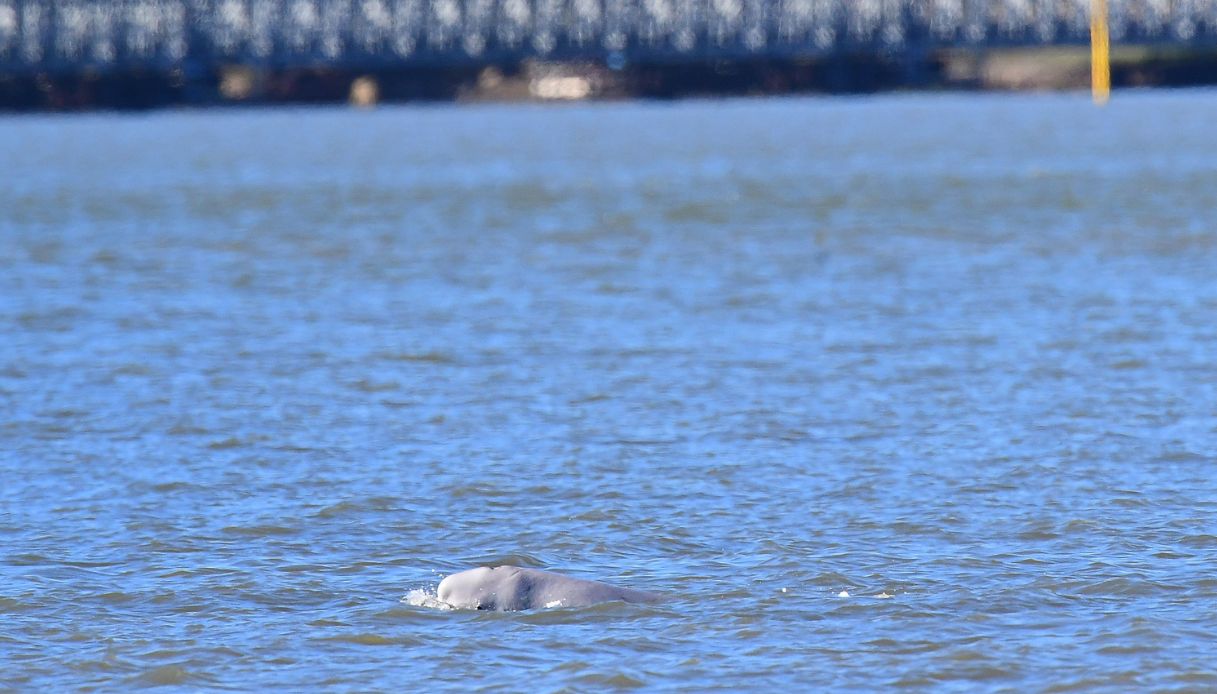 beluga Hvaldimir Russia Putin Norvegia