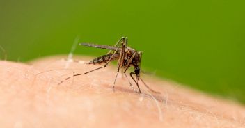 bollettino-iss-west-nile-virus