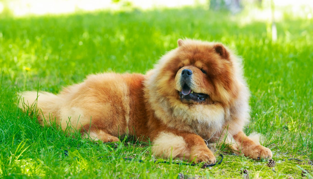 cane chow chow