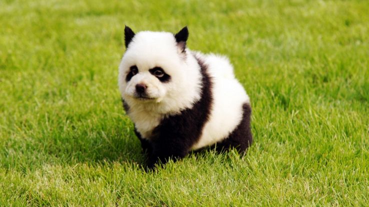 Cani Spacciati Per Panda In Uno Zoo Di Shanwei In Cina Perch Sono cani-spacciati-per-panda-in-uno-zoo-di-shanwei-in-cina-perch-sono
