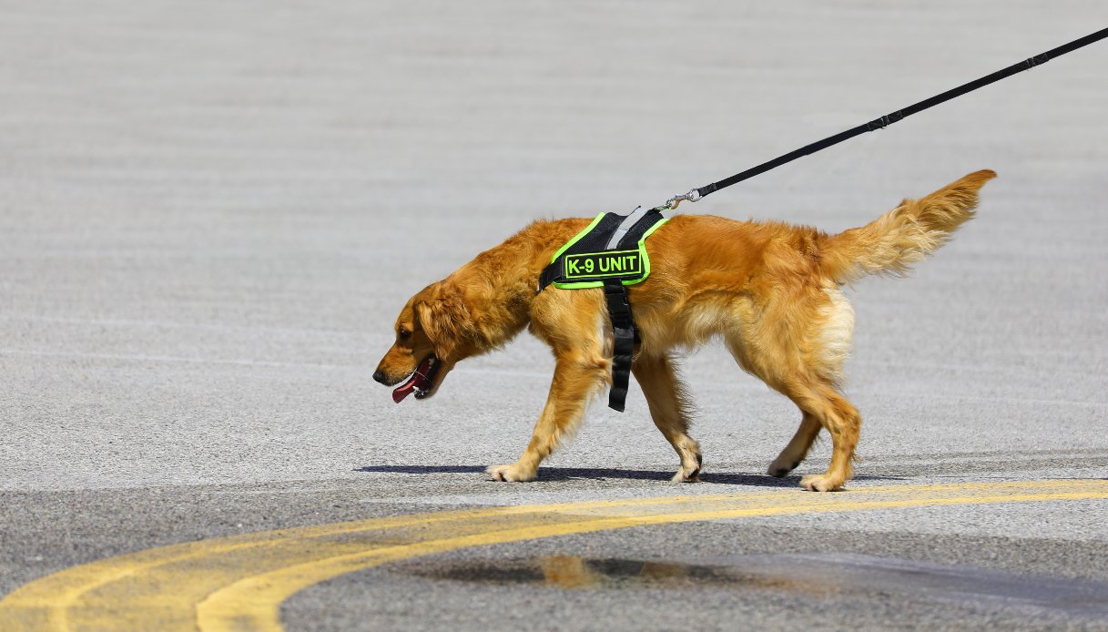 Escursionista 39enne trovato morto tra Masua e Cala Domestica, era scomparso da giorni: merito di un cane