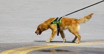 escursionista morto Masua Cala Domestica cane Vigili del Fuoco