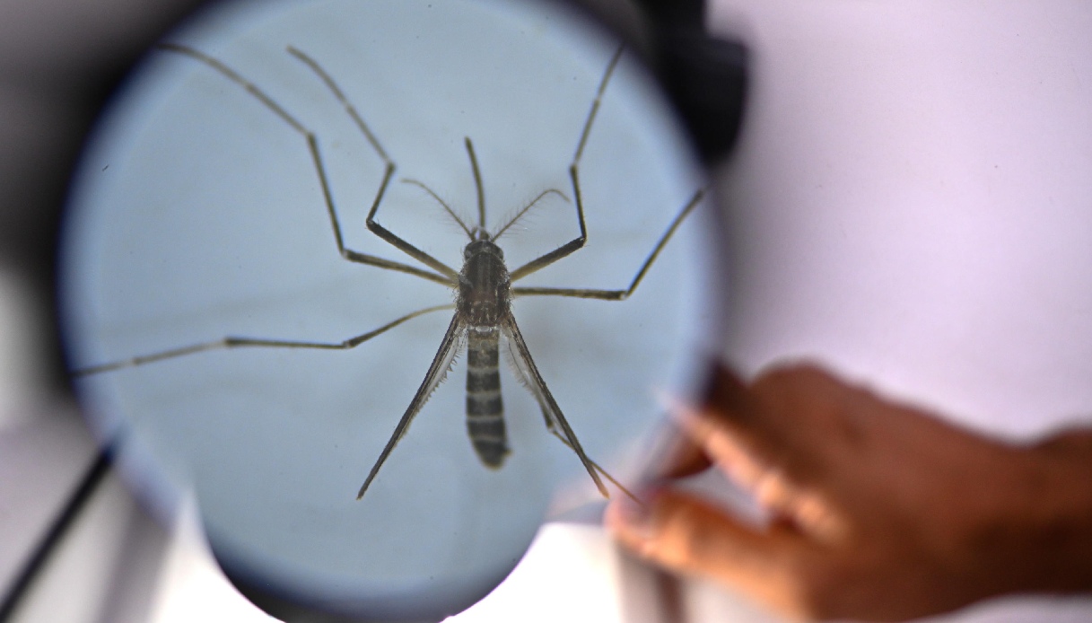 Aumentano i casi di febbre Dengue a Fano, nelle Marche: le disinfestazioni slittate a causa della pioggia