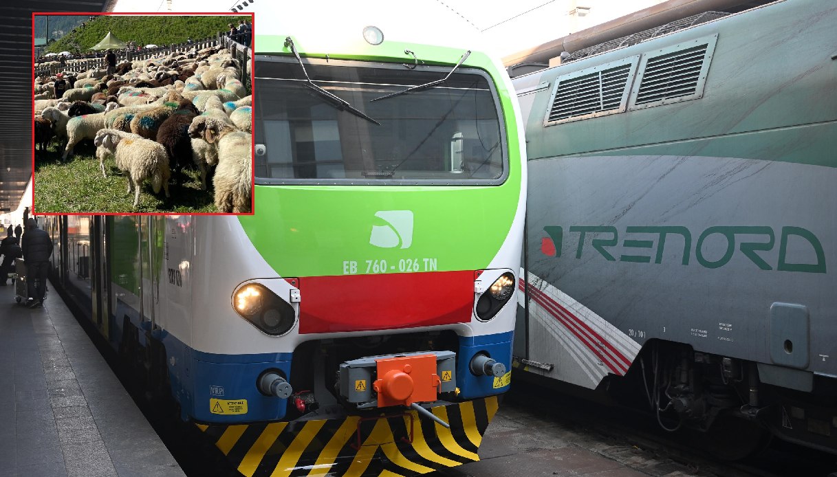 Gregge di pecore sfugge al pastore e viene travolto da un treno, circolazione bloccata tra Milano e Lodi