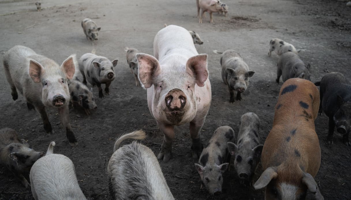 Peste suina mette a rischio il prosciutto di Parma, l