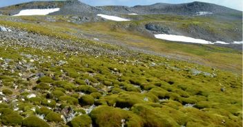 antartide verde vegetazione cambiamento climatico