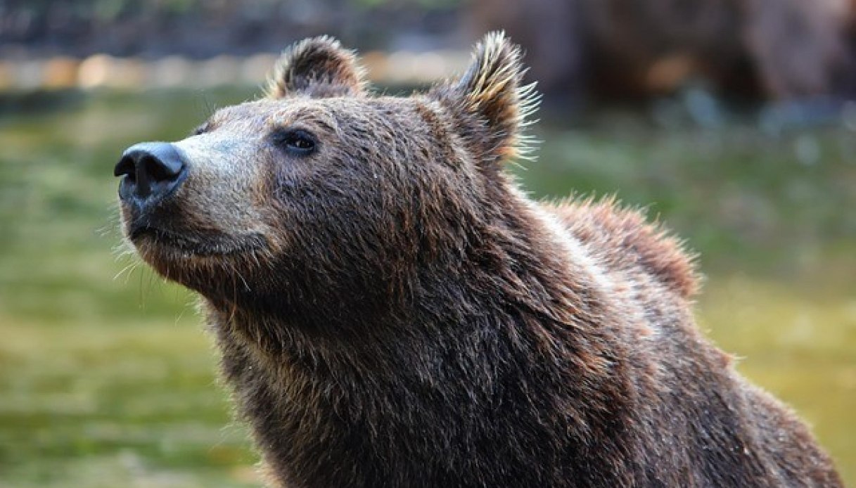 Uomo aggredito da un orso a Bleggio Superiore, in Trentino: ferito alla schiena e alle braccia