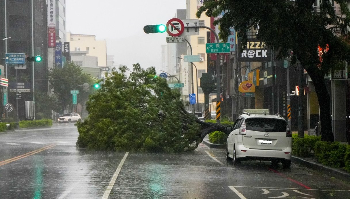 Taiwan albero caduto
