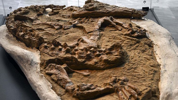 fossil-crocodile-peru